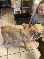 Lizzy, a female Spanish Mastiff for sale in Slidell, LA – 1 of 6