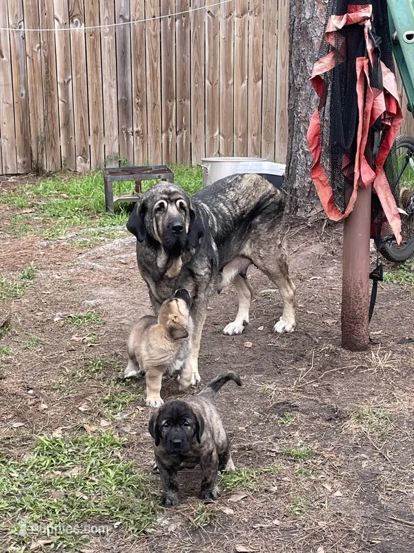 Lizzy – Spanish Mastiff puppy for sale in Slidell, LA