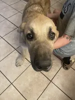 Lizzy, a female Spanish Mastiff for sale in Slidell, LA – 2 of 6