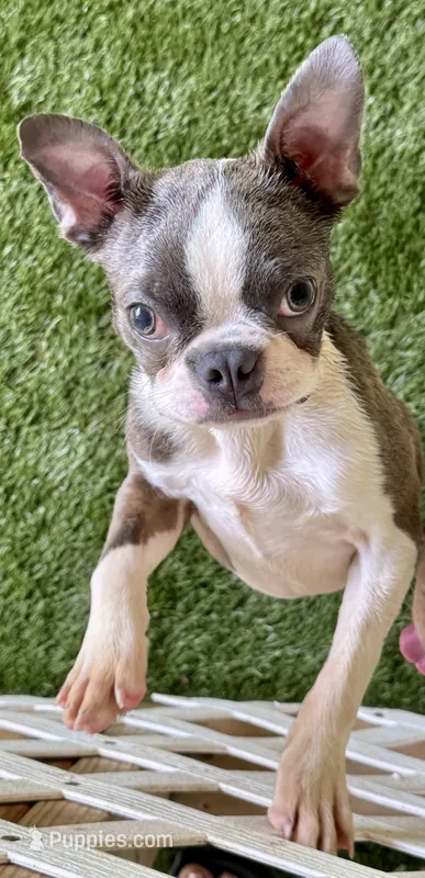 Pip – Boston Terrier puppy for sale in Prescott, AR