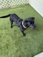 Leo, a male Labrador Retriever for sale in Prescott, AR – 2 of 5