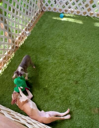 Pip, a male Boston Terrier for sale in Prescott, AR – 3 of 3