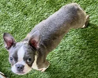 Pip, a male Boston Terrier for sale in Prescott, AR – 2 of 3