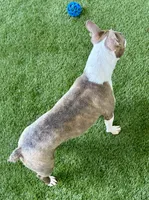 Duke, a male Boston Terrier for sale in Prescott, AR – 3 of 3