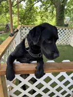 Leo, a male Labrador Retriever for sale in Prescott, AR – 5 of 5
