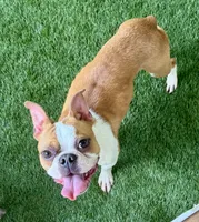 Bert, a male Boston Terrier for sale in Prescott, AR – 2 of 3