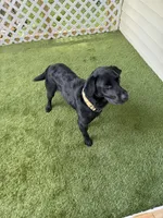 Leo, a male Labrador Retriever for sale in Prescott, AR – 1 of 5