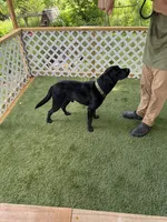 Leo, a male Labrador Retriever for sale in Prescott, AR – 3 of 5