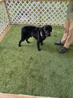 Leo, a male Labrador Retriever for sale in Prescott, AR – 4 of 5
