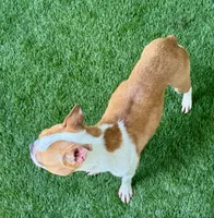 Bert, a male Boston Terrier for sale in Prescott, AR – 3 of 3