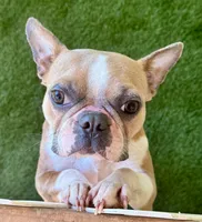 Pancake , a female Boston Terrier for sale in Prescott, AR – 1 of 3