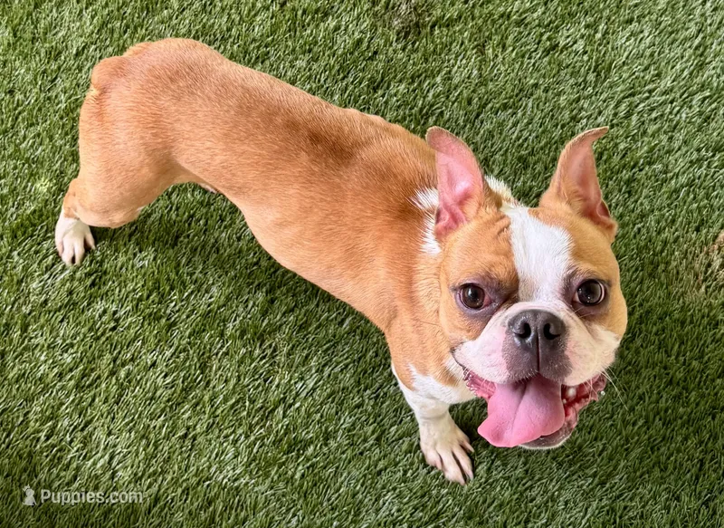 Bert – Boston Terrier puppy for sale in Prescott, AR