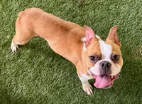 Bert, a male Boston Terrier for sale in Prescott, AR – 1 of 3