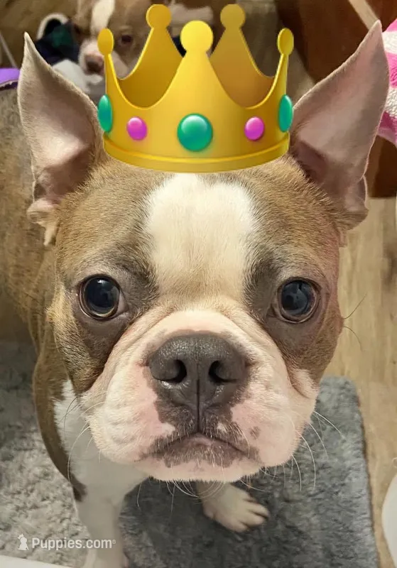 Duke – Boston Terrier puppy for sale in Prescott, AR