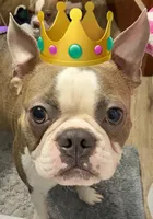 Duke, a male Boston Terrier for sale in Prescott, AR – 1 of 3