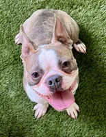 Duke, a male Boston Terrier for sale in Prescott, AR – 2 of 3