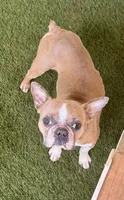 Pancake , a female Boston Terrier for sale in Prescott, AR – 2 of 3
