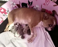 Pancake , a female Boston Terrier for sale in Prescott, AR – 3 of 3