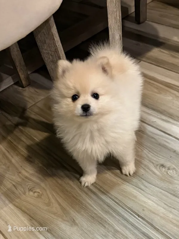 Boy 2, a male Pomeranian for sale in Phoenix, AZ – Photo 1 of 2