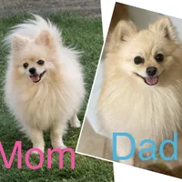 Boy 2, a male Pomeranian for sale in Phoenix, AZ – Photo 2 of 2