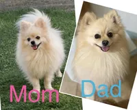 Boy 2, a male Pomeranian for sale in Phoenix, AZ – Photo 2 of 2