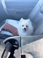 Boy 2, a male Pomeranian for sale in Phoenix, AZ – Photo 1 of 2