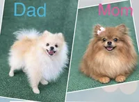 💖Girl💖, a female Pomeranian for sale in Phoenix, AZ – Photo 2 of 2
