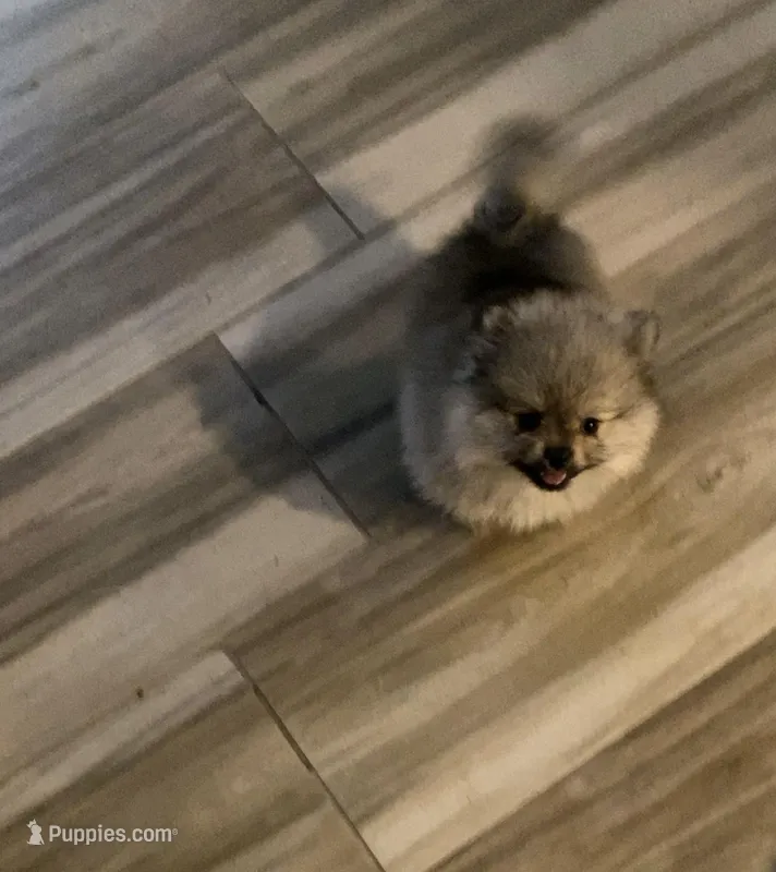 💖Girl💖 – Pomeranian puppy for sale in Phoenix, AZ