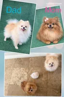 Boy , a male Pomeranian for sale in Phoenix, AZ – Photo 2 of 2