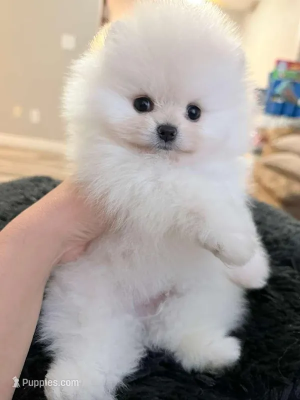 Boy  – Pomeranian puppy for sale in Phoenix, AZ
