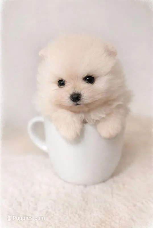 Boy , a male Pomeranian for sale in Phoenix, AZ – Photo 1 of 2