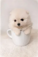 Boy , a male Pomeranian for sale in Phoenix, AZ – Photo 1 of 2