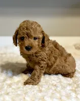 Teddy, a male Poodle - Toy  for sale in Pontiac, MI – 2 of 5