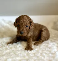 Rusty, a male Poodle - Toy  for sale in Pontiac, MI – 3 of 5