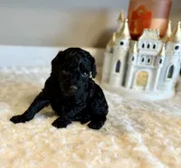 Toby , a female Poodle - Toy  for sale in Pontiac, MI – 2 of 4