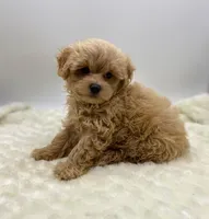 Teddy, a male Maltipoo for sale in Pontiac, MI – Photo 3 of 3