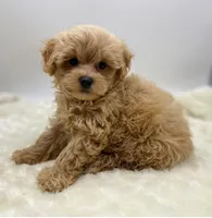 Teddy, a male Maltipoo for sale in Pontiac, MI – Photo 1 of 3