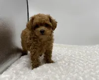 Gizmo, a female Poodle - Toy  for sale in Pontiac, MI – Photo 8 of 10