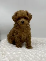 Gizmo, a female Poodle - Toy  for sale in Pontiac, MI – Photo 3 of 10