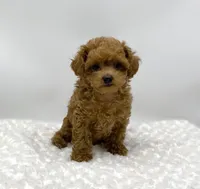 Gizmo, a female Poodle - Toy  for sale in Pontiac, MI – Photo 9 of 10