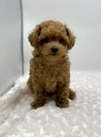 Gizmo, a female Poodle - Toy  for sale in Pontiac, MI – Photo 7 of 10