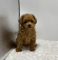 Gizmo, a female Poodle - Toy  for sale in Pontiac, MI – Photo 4 of 10