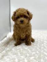 Gizmo, a female Poodle - Toy  for sale in Pontiac, MI – Photo 1 of 10