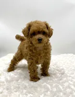 Gizmo, a female Poodle - Toy  for sale in Pontiac, MI – Photo 5 of 10