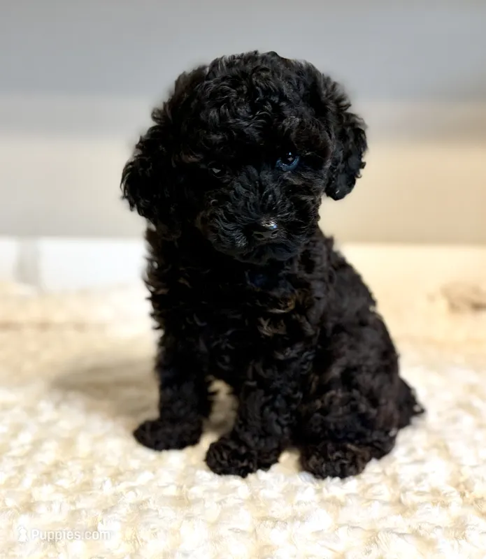 Toby – Poodle - Toy  puppy for sale in Pontiac, MI