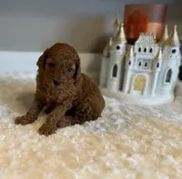 Ruby, a female Poodle - Toy  for sale in Pontiac, MI – 2 of 3