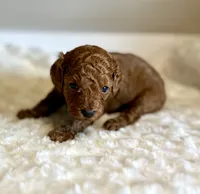Rusty, a male Poodle - Toy  for sale in Pontiac, MI – 5 of 5