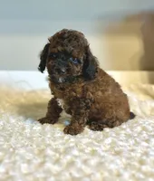 Teddy, a male Poodle - Toy  for sale in Pontiac, MI – 6 of 9