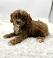 Ruby, a female Cavapoo for sale in Pontiac, MI – Photo 5 of 5
