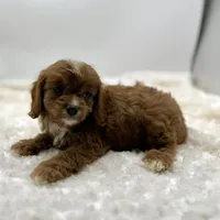 Ruby, a female Cavapoo for sale in Pontiac, MI – Photo 2 of 5